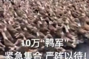 【郎報】中国、バッタ4000億匹の襲来に10万羽のアヒル部隊で対抗へ