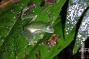 【両生類】腹部が透明な「ガラスガエル」、18年ぶりに発見 ボリビア