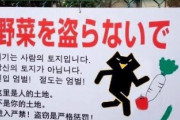 【盗っ人速報】イチゴに続き 韓国へ日本品種のサツマイモが流出