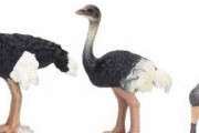 ダチョウ「骨が飛び出るほどの大怪我してもすぐ回復して感染症にもかかりません」←こいつの免疫パワー