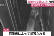 【静岡】シカ、焼き肉店のガラス戸を突き破り店内に侵入　沼津市が捕獲　ケガ人なし