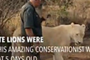 南アフリカの自然保護活動家、自身が育てたライオンに襲われ死亡　妻が近くで目撃