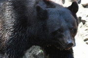 【新潟】80代男性「熊を一本背負いしてミドルキック入れた」