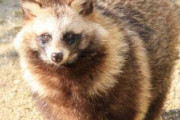 【悲報】外国人「この『タヌキ』って生き物可愛すぎないかい？」