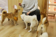 【柴犬が大流行】中国人、柴犬の可愛さに気付いてしまう…オークションでは２９０万円で落札される柴犬も登場