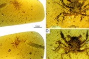 １億年前のカニが発見される?