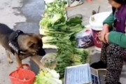 【イヌ】めちゃんこ賢い中国のお使い犬。一人で野菜を買いに行く。