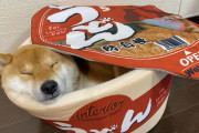 外国人「日本が作ったペット用のカップ麺ベッドがキュートすぎる！」