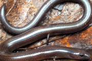 地中に生息、４本脚が退化　ボルネオ島で新種トカゲ発見（画像あり