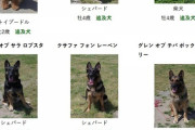 【画像】茨城県警の警察犬がみんな可愛い過ぎるんだがｗｗｗｗｗｗｗｗ