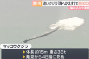【悲報】大阪のクジラを沈めた費用、8000万円ｗｗｗｗｗｗｗｗ