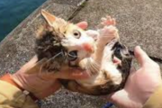 【朗報】例の海で溺れてた子猫を助けた聖人YouTuber、アンチに勝利宣言してしまうｗｗｗｗｗｗｗｗｗｗｗｗｗｗｗｗ