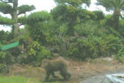 【悲報】小田原市のH郡サル駆除、県外からの苦情が100件も来てしまうｗｗｗｗｗｗ