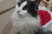 【速報】ネコちゃん、サンタクロースになる