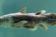 シーラカンスとかいう古代魚wwwwwwwww