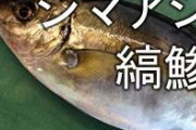 人間「鯵うめぇ」中・大型魚「鯵うめぇ」海獣「鯵うめぇ」鳥「鯵うめぇ」　
