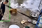【動画】飼い犬が熱い鍋に落ちてしまう事故。これはキツい(@_@;)