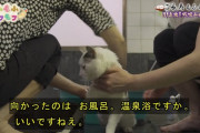 【画像】ネッコ「熱湯気持ちいいにゃー」(ﾊﾟｼｬｰ