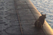 タイフーン級潜水艦のデッキに可愛い熊の親子、餌を求めて現れるも射殺される…ロシアカムチャツカ州！