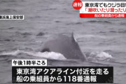 東京湾にもクジラ出現。