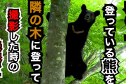 【悲報】クマが増えたのは野良犬を駆除したためと判明！！！！