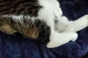 【画像多め】この猫ちゃん、もふもふできるとしたらいくら払う？