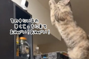 そこにいるの？お願い、こっちに来て！カメラの向こうにいる飼い主に必死で気持ちを訴える猫