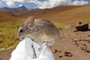 【生物】南米アンデス山脈の標高6739m山頂にネズミが！塗り替わった生息地の最高記録