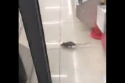 【悲報】渋谷のコンビニ、ネズミの住処になる