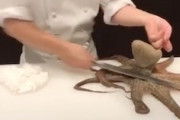 【包丁】タコをド派手に捌く料理長の動画が人気に。