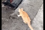 【ネコ】この猫さんの目にも留まらぬ超速の狩りがすごい。