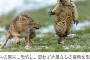 【画像】野性動物写真の大賞作品がこちらｗｗｗｗ