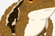 【画像】池にカエルがめっちゃいるんだがｗｗｗｗｗｗｗｗｗｗｗｗｗｗｗｗｗｗｗｗｗｗ