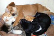 身を寄せ合って眠る二匹の子犬と二匹の猫たち…心優しい迷い猫がつなぐ温かい友情