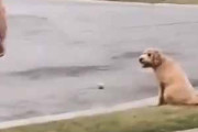 【イヌ】 道にボールが転がってしまった。通りに出ちゃいけないんだワン → 犬はこうなります…