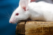 【衝撃】人間の腸内細菌を移植したマウス、脳が『ヒト化』する…