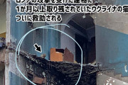 攻撃を受けた建物に1か月取り残されていたウクライナの猫、ついに救出