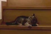 子ネコが階段の途中にいた。２階から猫が降りてくる → こうなっちゃう…