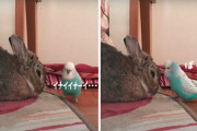 同居のウサギに「いないいないばぁ！」　ひょうきんなジャンボセキセイインコに頬がゆるむ