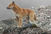 「歌う犬」は生きていた　絶滅と思われた野生の個体、高地に生息