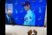 大谷翔平が入団会見、犬の名前にアメリカ人なぜか大爆笑（海外の反応）