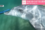 観光客50人以上をケガさせた福井の「噛みつきイルカ」、死亡