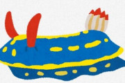 【ウミウシ】自ら頭部を切断した後、頭から胴体を再生するウミウシが発見される　寄生虫排除目的か　奈良女子大研究　