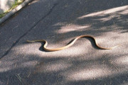【画像】ヘビ出現！