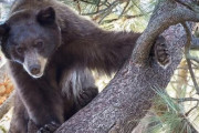 【狩猟】木から落ちてきたクマの「下敷き」に...撃ったのは仲間のハンター　50代男性が死亡