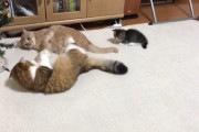 ケンカの仲裁に入る子猫が可愛すぎると海外でも話題に（海外の反応）