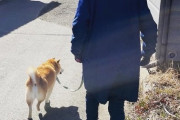犬は「優しさのかたまり」高齢の母に合わせてゆっくり歩く柴犬が話題