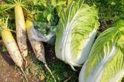 急募！！白菜や大根の大量消費方法