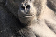 ７年前に「イケメンゴリラ」と話題になった東山動物園のオスゴリラの現在の姿ｗｗｗ