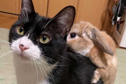 【朗報】猫と兎、仲良し